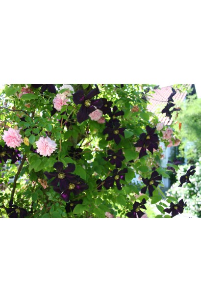 Клематіс гібридний Романтика в Україні